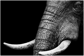 Tablou - Colți de elefant (90x60 cm)