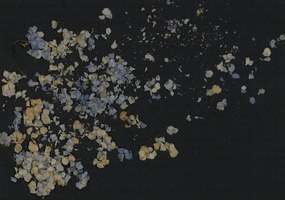 Fototapet, Fragile Beauty, Dark Blue, Rebel Walls