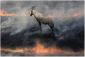 Tablou cu capră de munte în foc (90x60 cm)