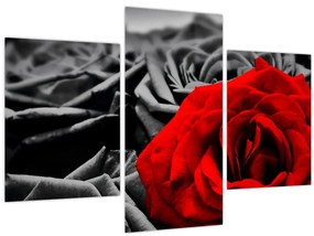 Tablou - Trandafir (90x60 cm)