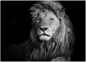Tablou - Leu, alb și negru (70x50 cm)