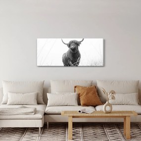 Tablou - Vacă scoțiană 4,alb-negru (120x50 cm)