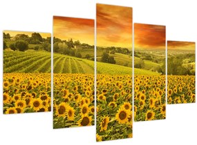 Tablou - Câmp de floarea-soarelui (150x105 cm)