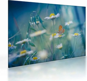 Tablou pe sticlă - Fluture pe margaretă (70x50 cm)