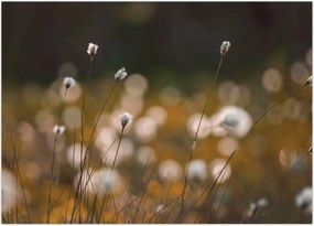 Tablou - Pajiște cu iarbă de cozonac N⁰2 (70x50 cm)