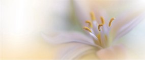 Tablou - Floare fragedă (120x50 cm)