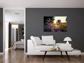 Tablou - Câmp cu lavandă (90x60 cm)