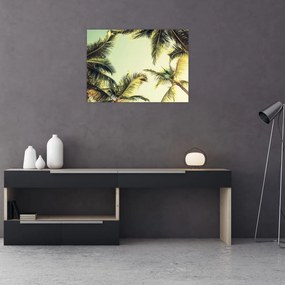 Tablou - Palmieri de cocos (70x50 cm)
