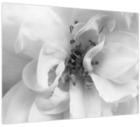 Tablou - Floare,alb-negru (70x50 cm)