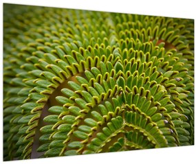 Tablou - Fern (90x60 cm)