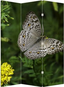 Paravan - Fluture alb (126x170 cm)