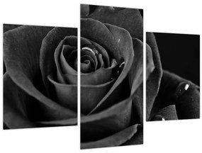Tablou - Trandafir roșu aprins (90x60 cm)
