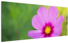 Tablou - floare de câmp (120x50 cm), în 40 de alte dimensiuni noi