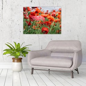 Tablou pe sticlă din câmp cu maci (70x50 cm)