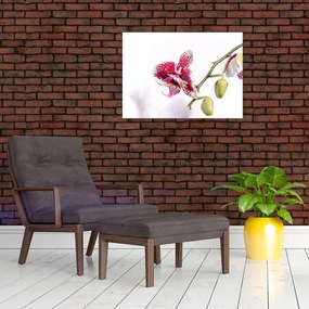 Tablou cu floarea de orhidee (70x50 cm)