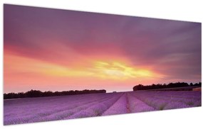 Tablou - Câmp de lavandă (120x50 cm)