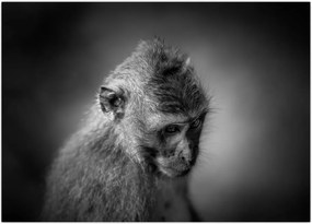 Tablou - Maimuță (70x50 cm)