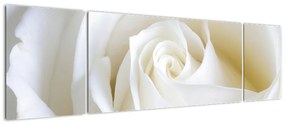 Tablou - trandafiri albi (170x50cm)