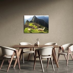 Tablou - Lame in Machu Picchu (70x50 cm)