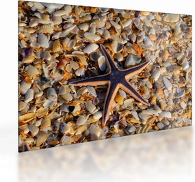 Tablou pe sticlă cu stea de mare (70x50 cm)