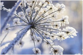 Tablou - Flori înghețate (90x60 cm)