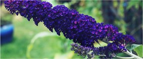 Tablou cu floare albastră (120x50 cm)