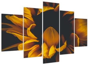 Tablou - Floarea-soarelui în fundal negru (150x105 cm)