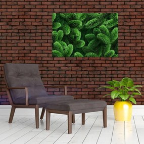 Tablou - Ramuri de conifere (90x60 cm)