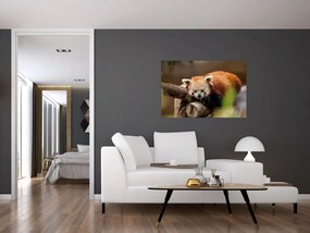 Tablou cu panda roșie (90x60 cm)