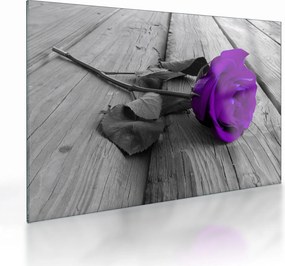 Tablou pe sticlă - Trandafir violet cu tulpina verde (70x50 cm)