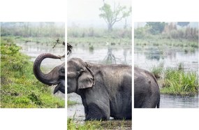 Tablou - Elefant de scăldat (90x60 cm)