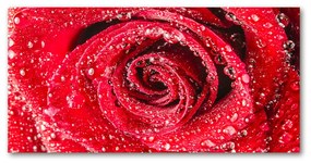 Pictura pe sticlă acrilică Picături de apă pe un trandafir