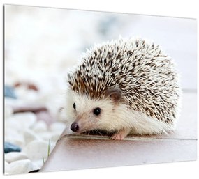 Tablou cu arici (70x50 cm)