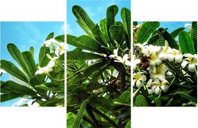 Tablou - Plumeria (90x60 cm)