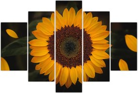 Tablou - Floarea soarelui și petale (150x105 cm)