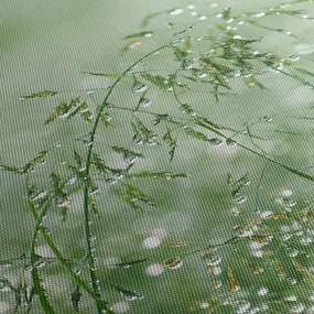 Tablou - Trandafir în iarbâ (90x60 cm)