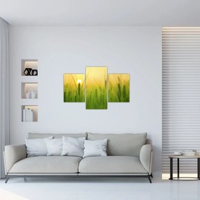 Tablou - Câmp cu cereale (90x60 cm)