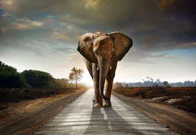 Fototapet - Elefant (254x184 cm)