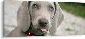 Tablou - cățeluș weimaraner (120x50 cm)