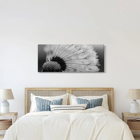 Tablou cu păpădie - albnegru (120x50 cm)