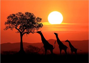 Tablou cu girafe în apus de soare (70x50 cm)
