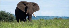 Tablou cu elefant (120x50 cm)