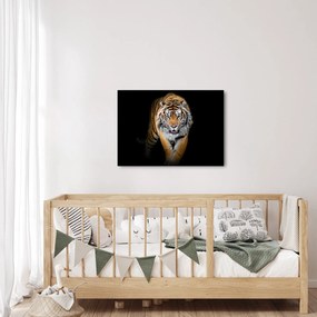 Tablou - Tiger (70x50 cm)