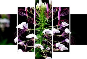 Tablou cu floare (150x105 cm)