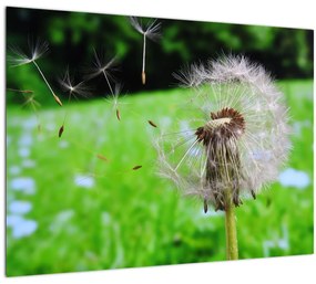 Tablou cu păpădie (70x50 cm)