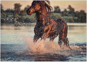 Tablou - Cal care aleargă (70x50 cm)