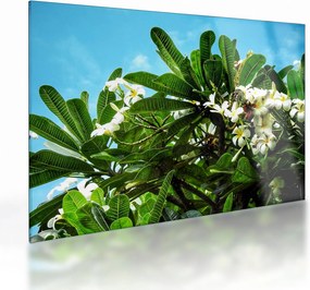Tablou pe sticlă - Plumeria (70x50 cm)
