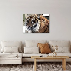 Tablou cu tigrul (70x50 cm)