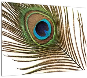 Tablou cu pene de păun (70x50 cm)