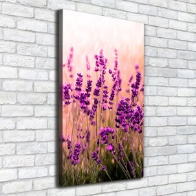 Print pe canvas Câmp de lavandă